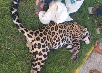 Muere Jaguar tras ser arrollado en el tramo Tulum -Playa del Carmen