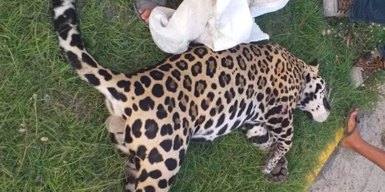 Muere Jaguar tras ser arrollado en el tramo Tulum -Playa del Carmen