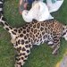 Muere Jaguar tras ser arrollado en el tramo Tulum -Playa del Carmen