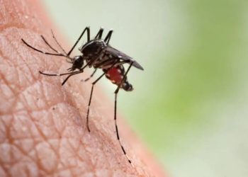 Más de 100 casos de dengue se presentaron en Yucatán