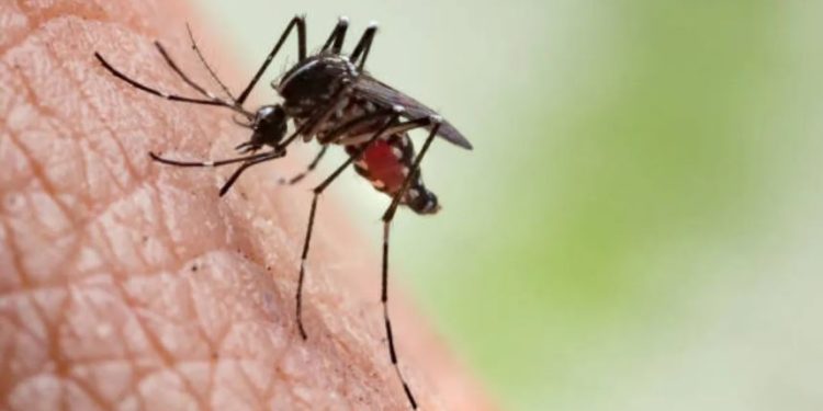 Más de 100 casos de dengue se presentaron en Yucatán