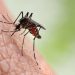 Más de 100 casos de dengue se presentaron en Yucatán