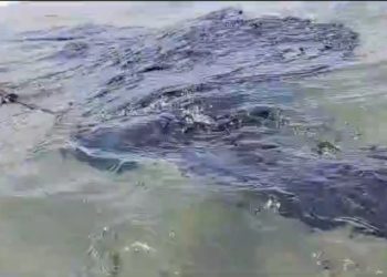 Pescadores afirmaron haber detectado manchas de crudo en mar de la costa