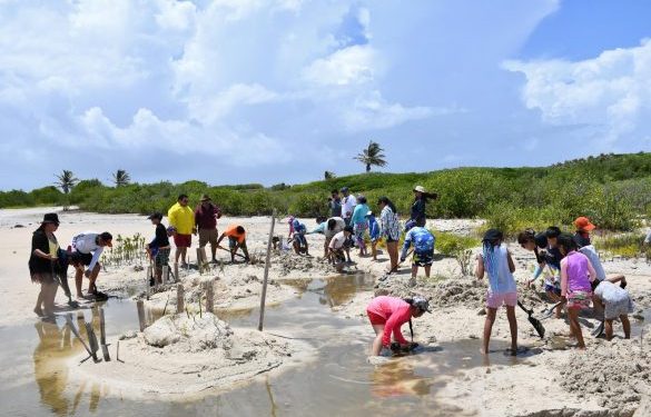Alumnas y alumnos de la escuela “Educa con Amor” restauran manglar en Punta Sur
