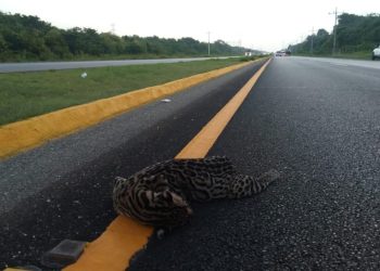 Otro caso más, atropellan a un ocelote en Playa del Carmen-Tulum