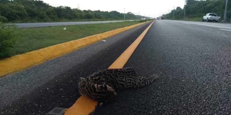 Otro caso más, atropellan a un ocelote en Playa del Carmen-Tulum