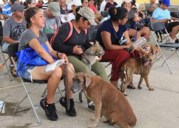 Campaña de esterilización en Cancún logra meta de 250 gatos y perros atendidos
