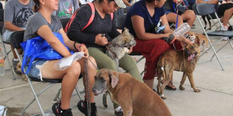 Campaña de esterilización en Cancún logra meta de 250 gatos y perros atendidos