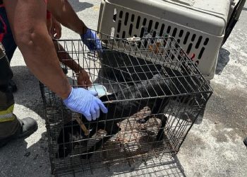 Logran rescatar a 5 perros con vida durante orden de cateo en una casa de Cancún