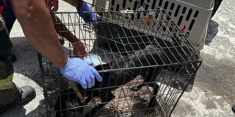 Logran rescatar a 5 perros con vida durante orden de cateo en una casa de Cancún