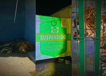 Rancho en Nuevo León es clausurado por exhibir animales exóticos