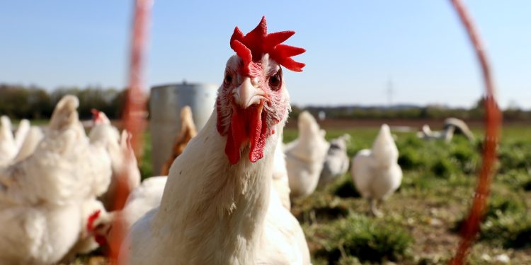 OMS se prepara con vacunas experimentales para evitar contagios de gripe aviar en seres humanos