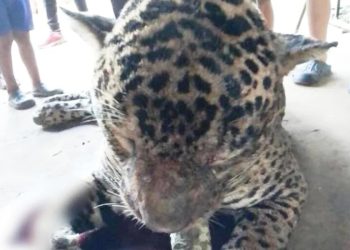 Jaguar es sacrificado por habitantes de Tulum luego de que atacará a un joven