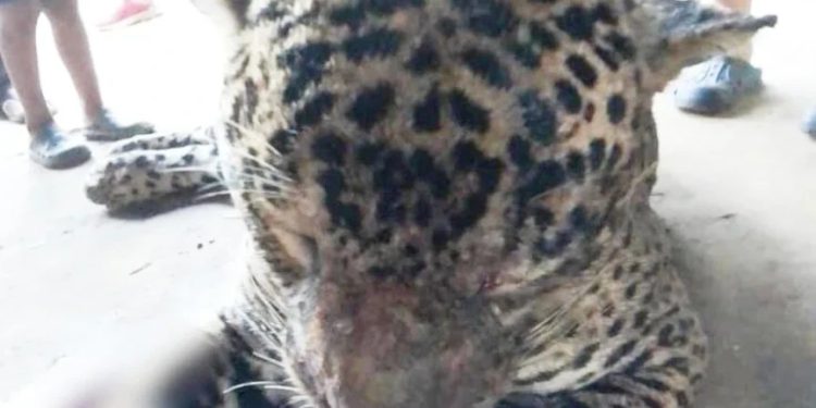 Jaguar es sacrificado por habitantes de Tulum luego de que atacará a un joven