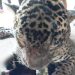Jaguar es sacrificado por habitantes de Tulum luego de que atacará a un joven