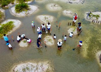 Avanzan acciones de restauración del ecosistema de manglar en Punta Sur