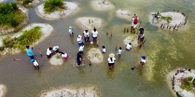 Avanzan acciones de restauración del ecosistema de manglar en Punta Sur