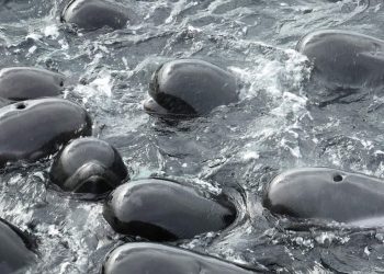Mueren 97 ballenas que habían quedado varadas en una playa de Australia