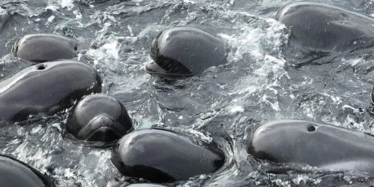 Mueren 97 ballenas que habían quedado varadas en una playa de Australia