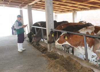 Se registran 12 casos de brucelosis en Tabasco