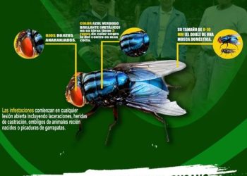 México reforzará medidas para evitar una epidemia por plaga de gusano barrenador