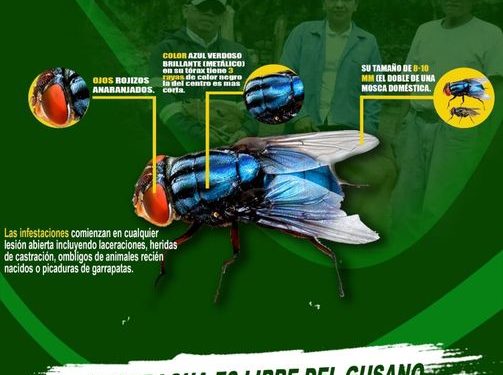 México reforzará medidas para evitar una epidemia por plaga de gusano barrenador