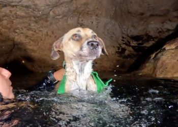 Rescatan a perrita atrapada en un cenote de Yucatán