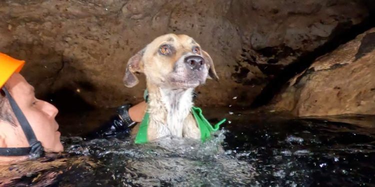 Rescatan a perrita atrapada en un cenote de Yucatán
