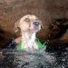 Rescatan a perrita atrapada en un cenote de Yucatán