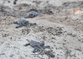 Personal de la Fundación de Parques y Museos de Cozumel y sus familias, participan en la liberación de crías de tortugas marinas