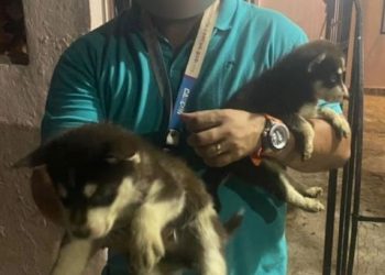 Rescatan a perritos de raza en Cancún; eran maltratados por su dueño