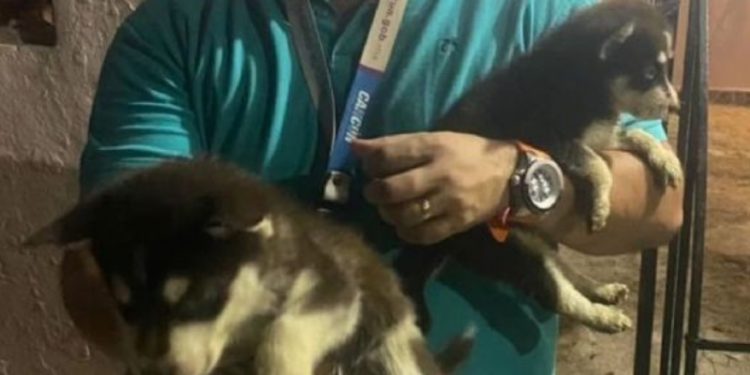 Rescatan a perritos de raza en Cancún; eran maltratados por su dueño