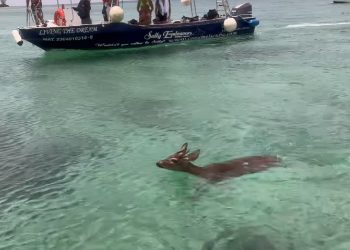 Rescatan a venado, nadando en aguas abiertas de Cozumel