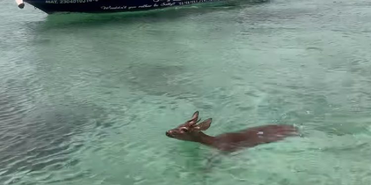 Rescatan a venado, nadando en aguas abiertas de Cozumel