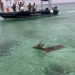 Rescatan a venado, nadando en aguas abiertas de Cozumel