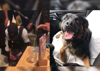 Encuentran a Lucho, perrito callejero agredido en Plaza Satélite de CDMX