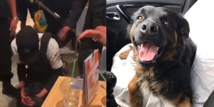 Encuentran a Lucho, perrito callejero agredido en Plaza Satélite de CDMX