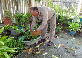 Combate al dengue es tarea de todas y todos: SESA