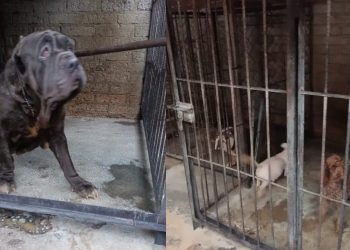 Rescatan a 25 perros que sufrían maltrato en un criadero de CDMX