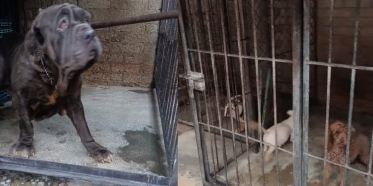 Rescatan a 25 perros que sufrían maltrato en un criadero de CDMX