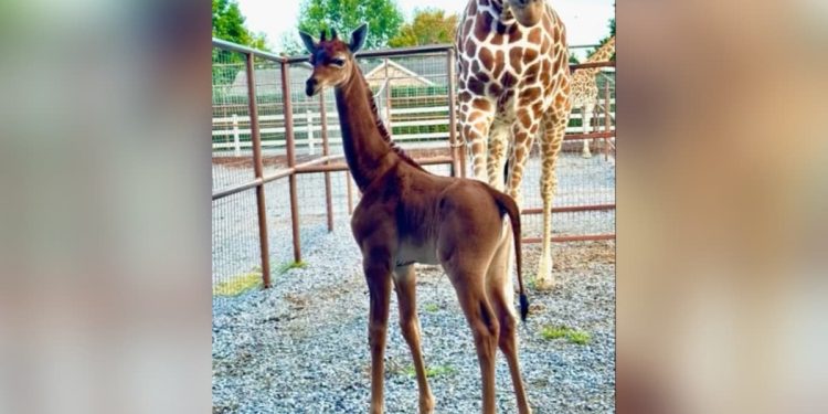 Nace jirafa sin una sola macha; único en el mundo