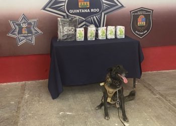 Resguardan cinco paquetes de Maseca que contenían marihuana