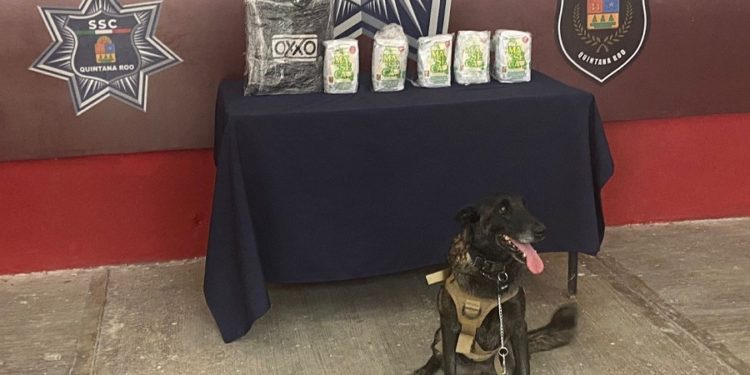 Resguardan cinco paquetes de Maseca que contenían marihuana