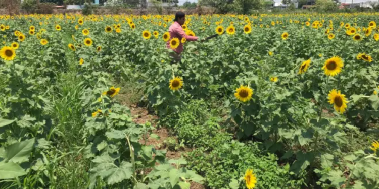 Santuario del girasol florecerá en Semana Santa 2024
