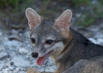 La Fundación de Parques y Museos puso a salvo a una zorrita gris, considerada una especie en riesgo