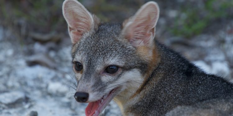 La Fundación de Parques y Museos puso a salvo a una zorrita gris, considerada una especie en riesgo