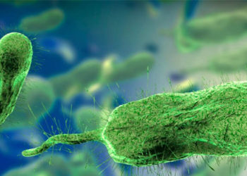 Emiten alerta por  bacteria Vibrio vulnificus, conocida como «devoradora de carne» en el Pacífico y Golfo de México