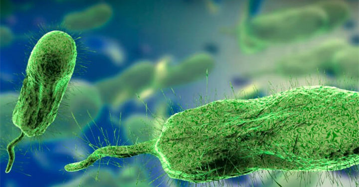 Emiten alerta por  bacteria Vibrio vulnificus, conocida como «devoradora de carne» en el Pacífico y Golfo de México