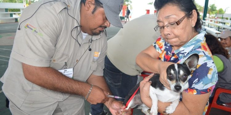 Anuncia SESA Jornada Nacional de Vacunación Antirrábica Canina y Felina 2023