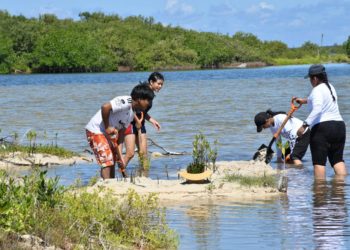La FPMC encabezó una jornada de restauración de manglar con los Jóvenes MAB y los Guardianes del Mar 